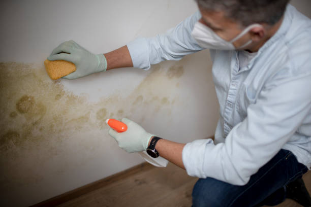 Best Mold Cleaning Services  in Wewahitchka, FL