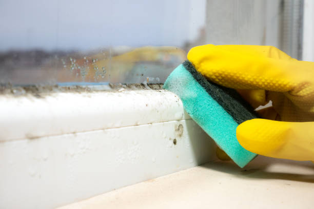 Best Emergency Mold Removal  in Wewahitchka, FL