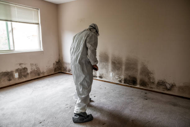 Attic Mold Removal in Wewahitchka, FL